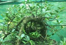 Bonsai